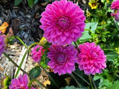 pink flowers are blooming in the garden