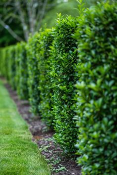 a row of green bushes in the grass