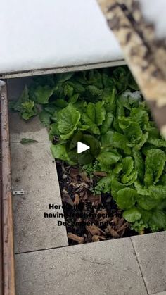 a planter filled with lettuce sitting on top of a cement floor next to a wall