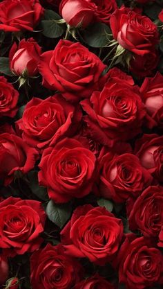 a bunch of red roses that are very close together