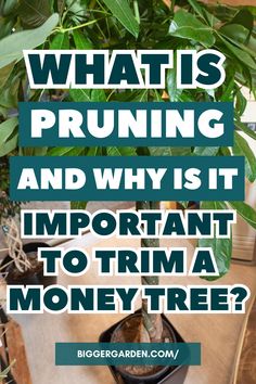 How To Prune A Money Tree For Bigger Growth – 8 Easy Steps Money Tree Pot Propagating A Money Tree Money Tree Indoor Big Money Tree Money Tree Plant Decor Money Tree Plant Propagation How To Braid Money Tree Plant Money Tree Plants Room Decor Japanese Money Plant Tree Pot, Manage Your Money, Tree Pruning