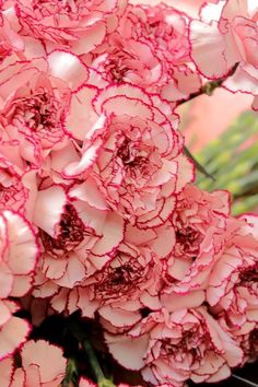 pink and white flowers are in a vase