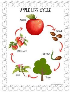 an apple life cycle is shown in this graphic above it's name and description