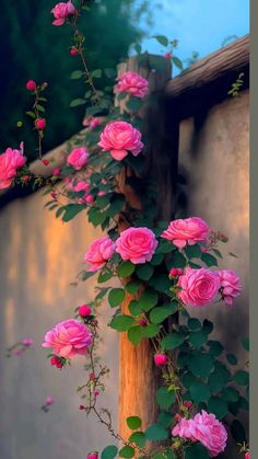 pink roses growing on the side of a building