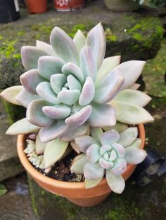 a small potted plant sitting on top of a rock