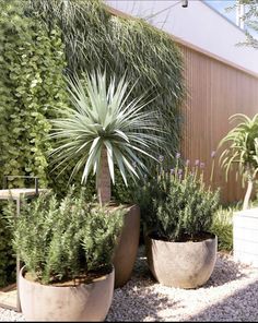 some very pretty plants in big pots by the fence