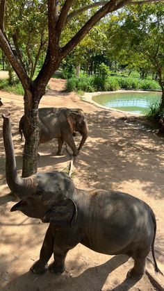 two elephants standing next to each other on a dirt ground near a tree and water