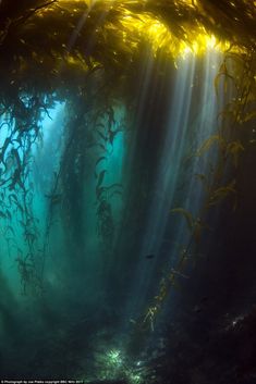 sunlight shining through the water in an underwater forest