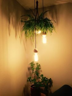 a plant hanging from a light fixture in a corner next to a wall with lights on it