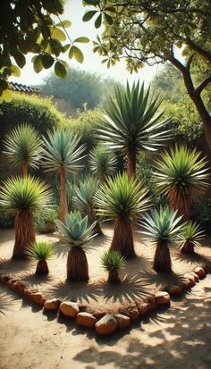 several different types of plants are arranged in a circle on the dirt ground near trees