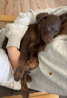 a person holding a brown dog in their arms