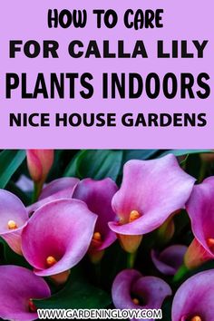 purple flowers with the words how to care for calla lily plants indoors nice house gardens