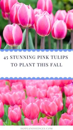 pink tulips with the words, stunning pink tulips to plant this fall