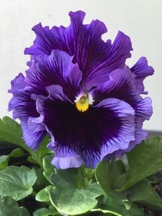 a purple flower with green leaves in front of a white wall