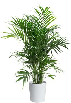 a large green plant in a white pot