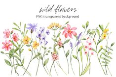 watercolor wildflowers on white background with text that reads wild flowers png transparent background