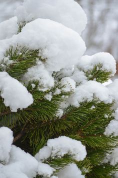 snow covered pine tree branches in the winter