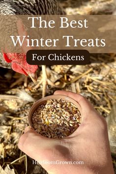 the best winter treats for chickens