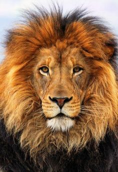 a close up of a lion's face with an intense look on its face