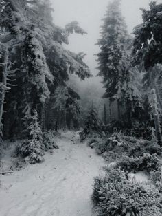 a snow covered path in the middle of some trees