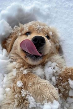 a dog is laying in the snow with its tongue out and it's tongue hanging out