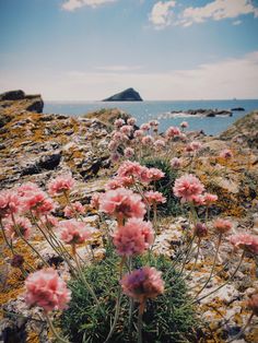 some pink flowers are growing on the rocks by the water and an island in the distance