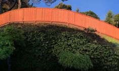 an orange curved wooden bridge with trees on both sides and blue sky in the background