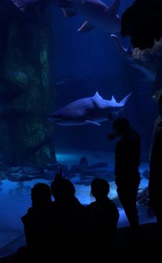 people looking at sharks in an aquarium with blue light from the water's surface