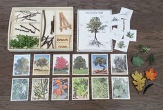 several different types of trees and leaves on a table