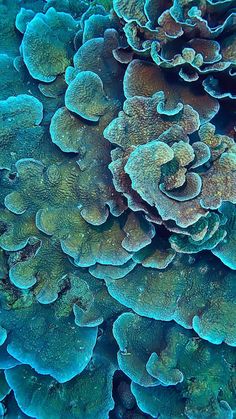 a close up view of some corals and algae on the ocean floor with blue water