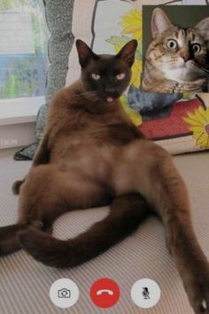 Hilarious Set Of Photos Where Cats Gets Kinky Via Zoom Video Call Picture, Pictures Of Cats, Anime Muslim, Kitten Love, Baby Kittens, Funny Face, Zoom Call, Video Call, Funny Cat Videos