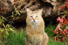 an orange cat is sitting in the grass