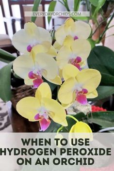 yellow and white orchids with text overlay that reads, when to use hydrogen peroxide on an orchid plant