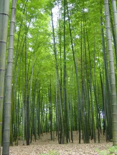 an area with many tall bamboo trees in it