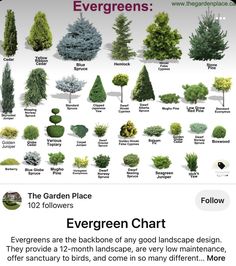 the evergreen chart is shown with different types of trees and shrubs in each area,