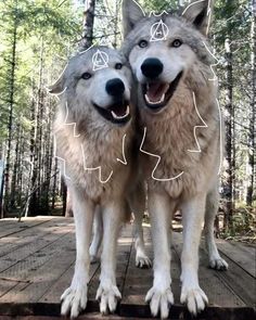 two gray wolfs standing next to each other on a wooden platform in the woods