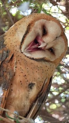 an owl with its mouth open sitting in a tree