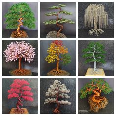 nine different types of bonsai trees displayed in multiple rows, each with their own unique colors