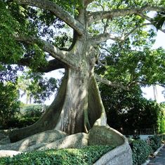 a large tree sitting in the middle of a park next to a stone wall and walkway