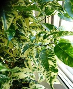 a close up of a plant near a window