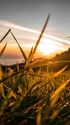 the sun is setting behind some grass