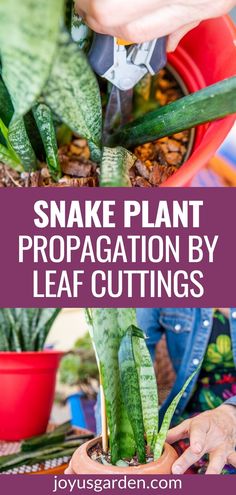 snake plant propagation by leaf cuttings with text overlay that reads, snake plant propagation by leaf cuttings