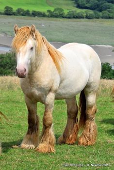 a white and brown horse standing on top of a lush green field next to a river