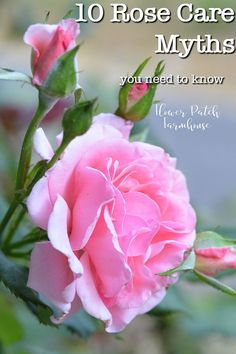 a pink rose with the words 10 rose care myths you need to know