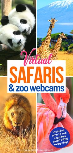 the cover of national safaris and zoo webcams, with pictures of animals