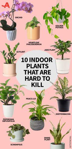 the top ten indoor plants that are hard to kill