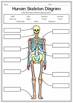 the human skeleton diagram is shown in this image, with labels for each bones and their major