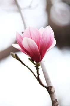 a pink flower with white tips is on a twig in front of a blurry background