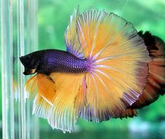 a purple and yellow siamese fish in an aquarium