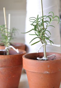 three clay pots with plants in them on a table